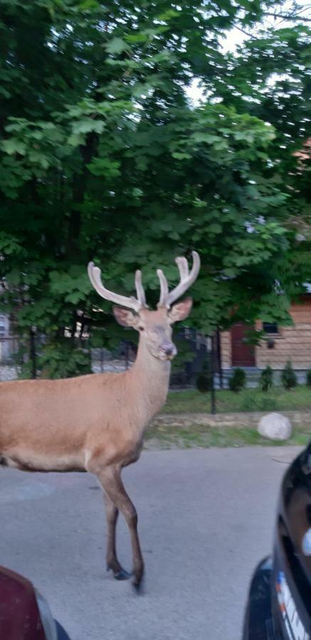 Pokoje Goscinne Na Stromej Zakopane Eksteriør bilde